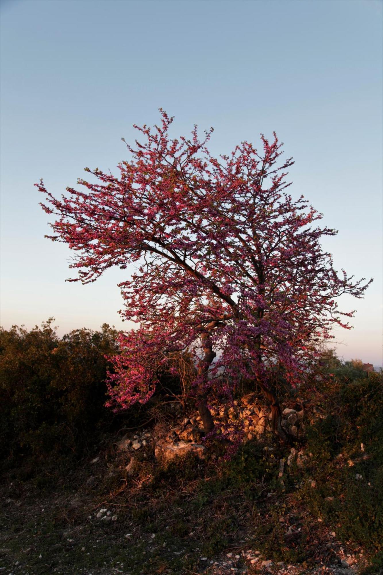 Vina Zarzarrosa Osuna Buitenkant foto